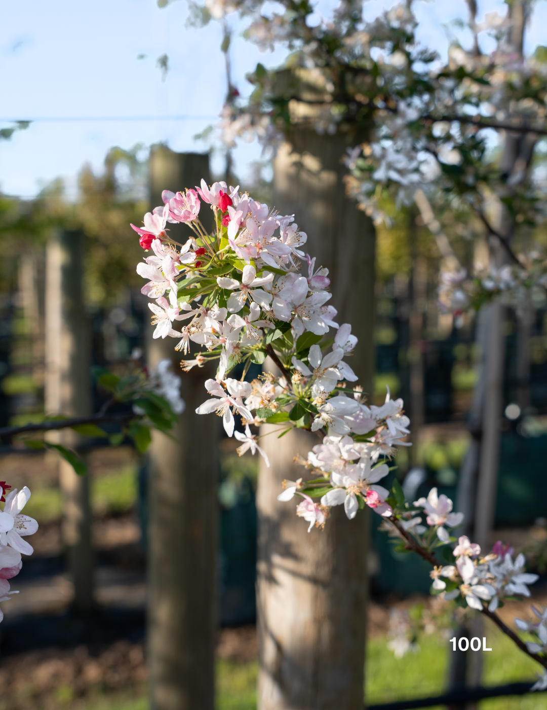 Malus floribunda (Japanese Crabapple) - Evergreen Trees Direct