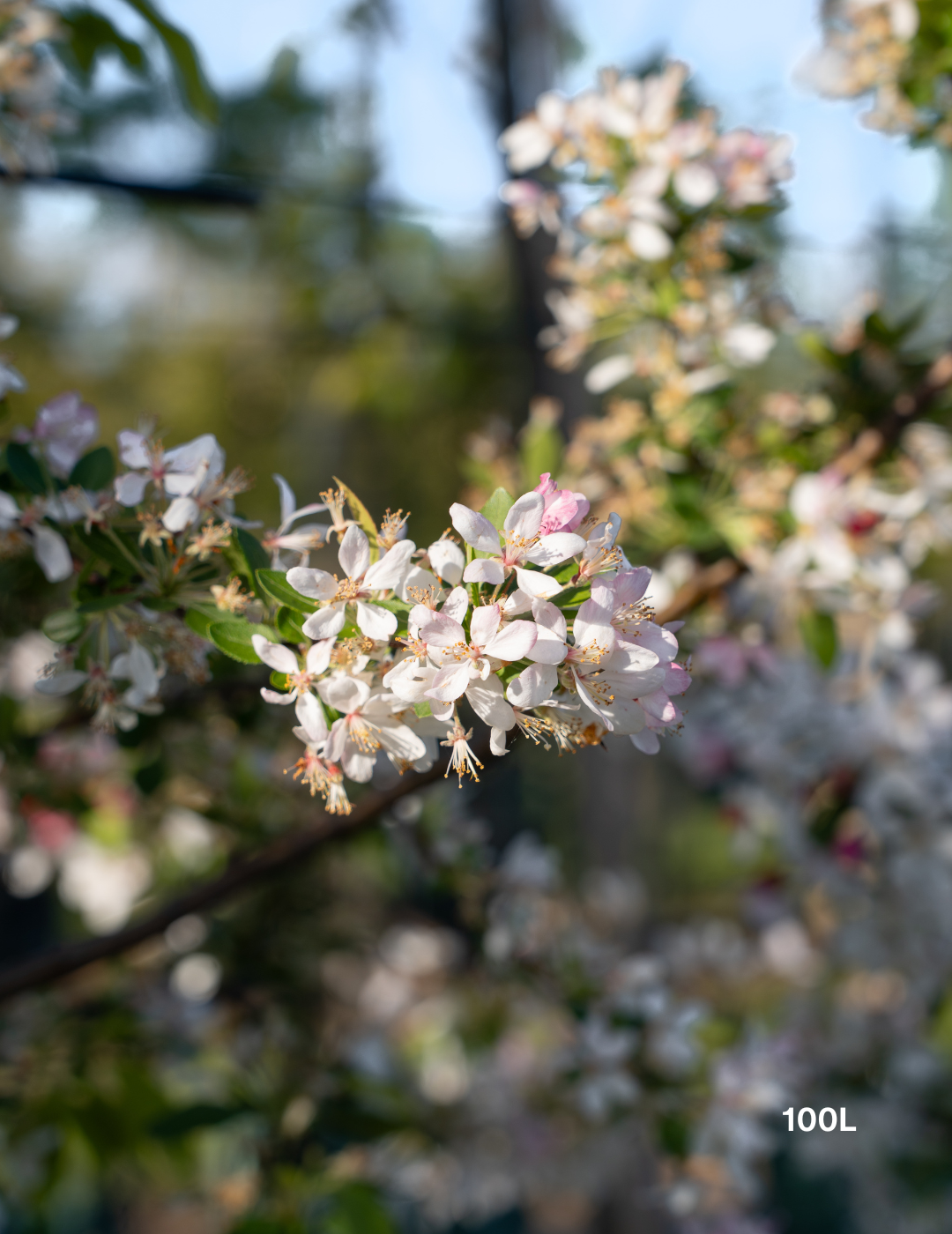Malus floribunda (Japanese Crabapple) - Evergreen Trees Direct