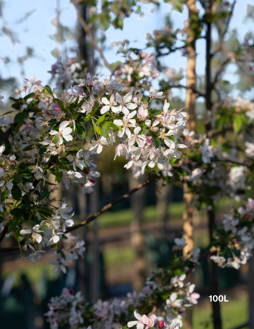 Malus floribunda (Japanese Crabapple) - Evergreen Trees Direct