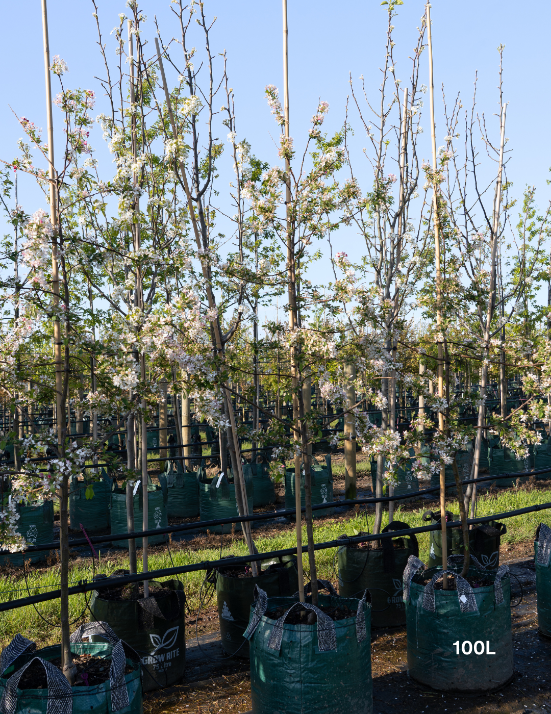 Malus floribunda (Japanese Crabapple) - Evergreen Trees Direct