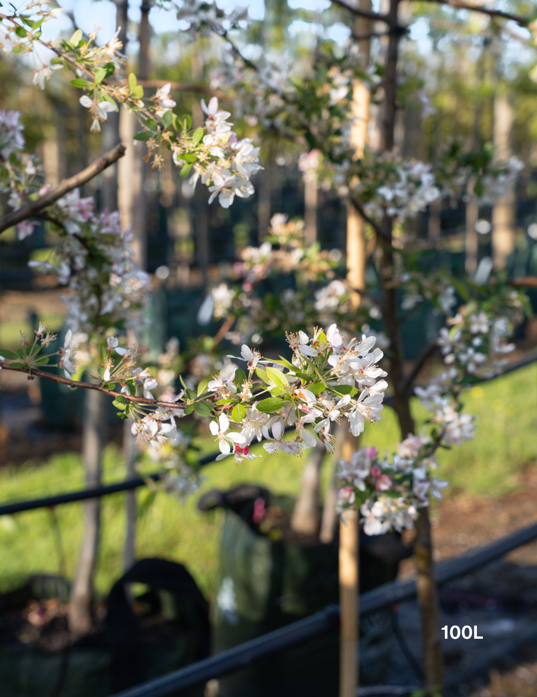 Malus floribunda (Japanese Crabapple) - Evergreen Trees Direct