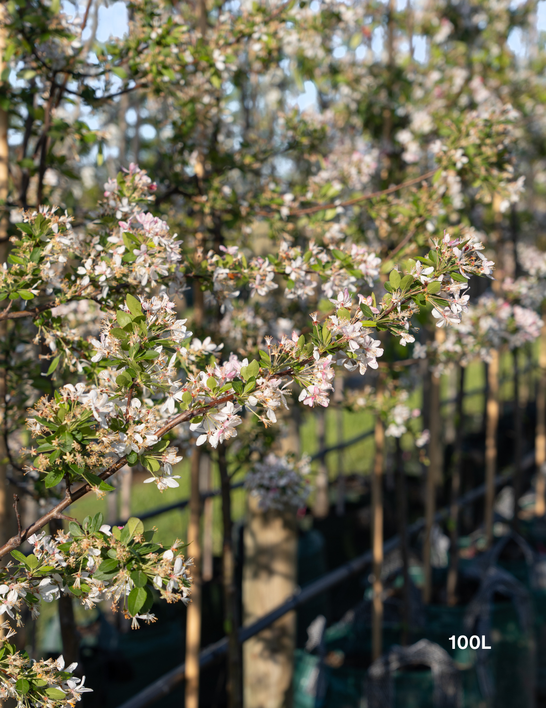 Malus floribunda (Japanese Crabapple) - Evergreen Trees Direct