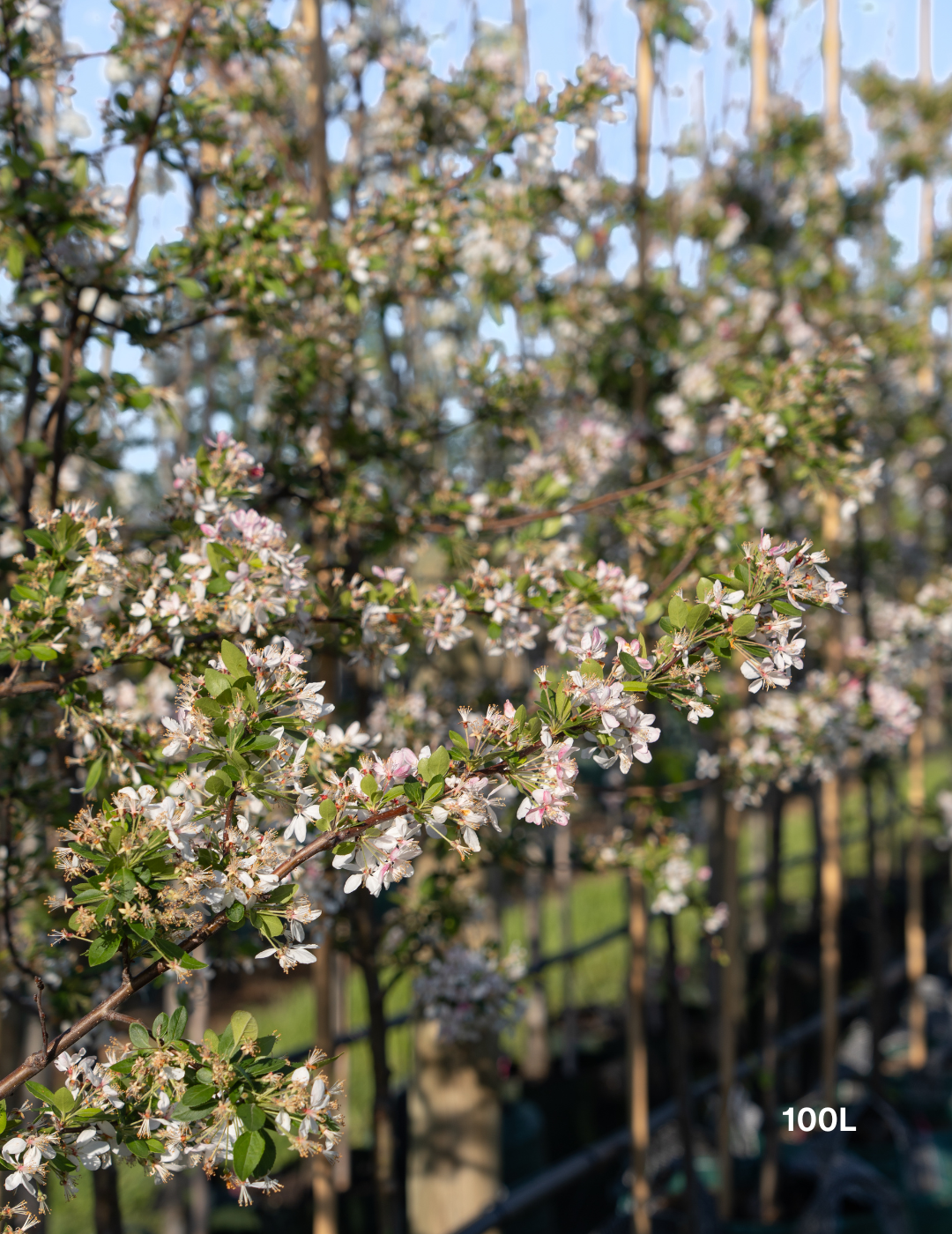 Malus floribunda (Japanese Crabapple) - Evergreen Trees Direct