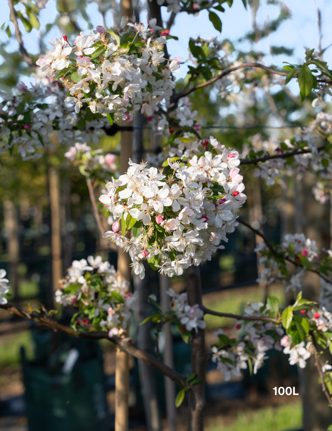 Malus floribunda (Japanese Crabapple) - Evergreen Trees Direct