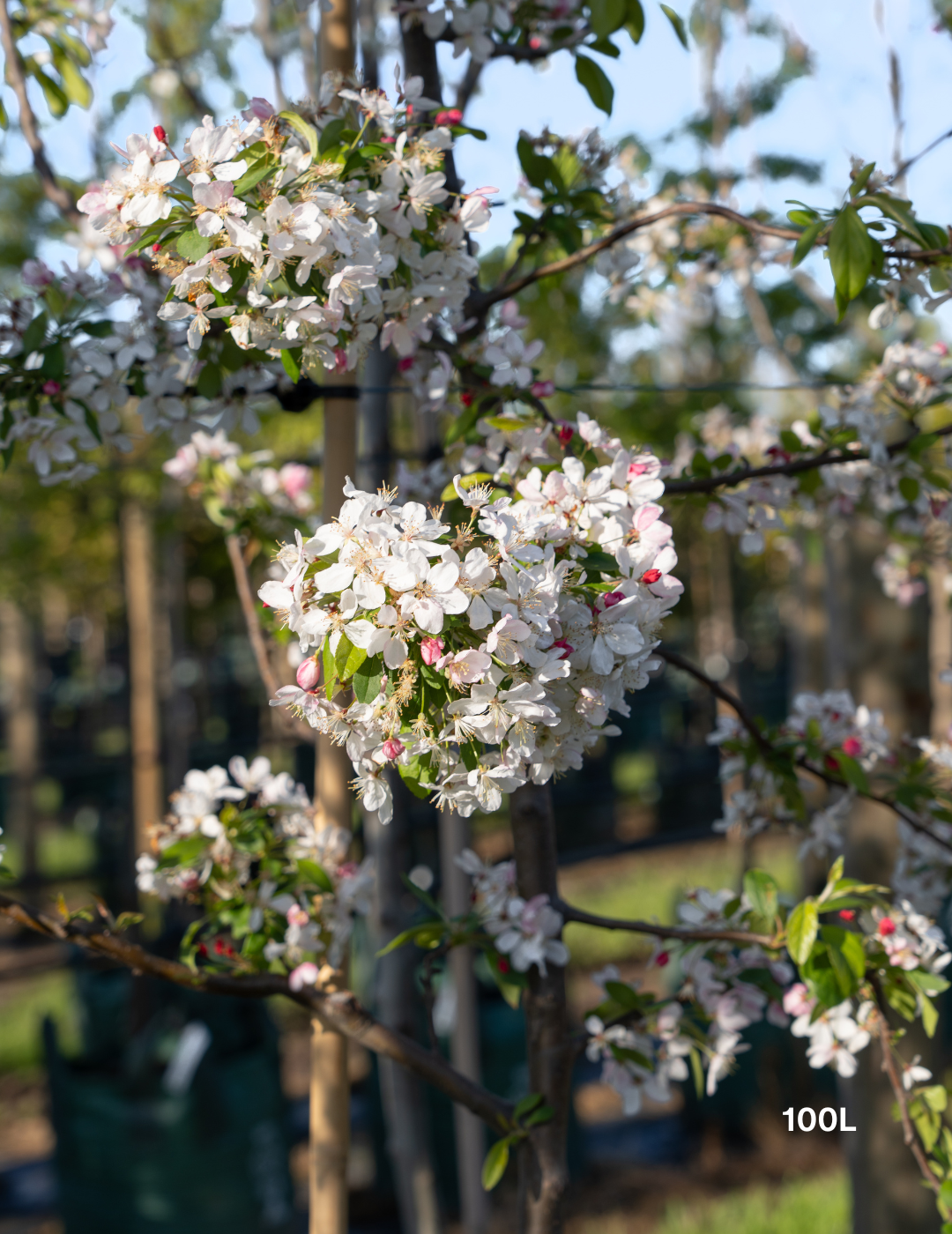 Malus floribunda (Japanese Crabapple) - Evergreen Trees Direct