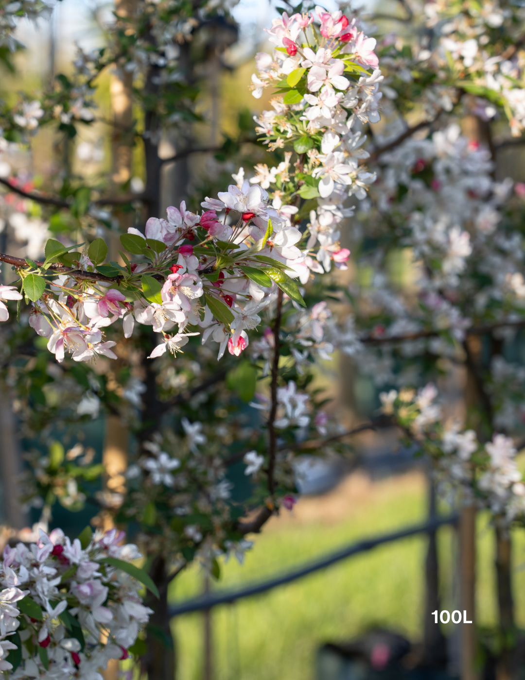 Malus domestica 'Gala' Apple - Evergreen Trees Direct