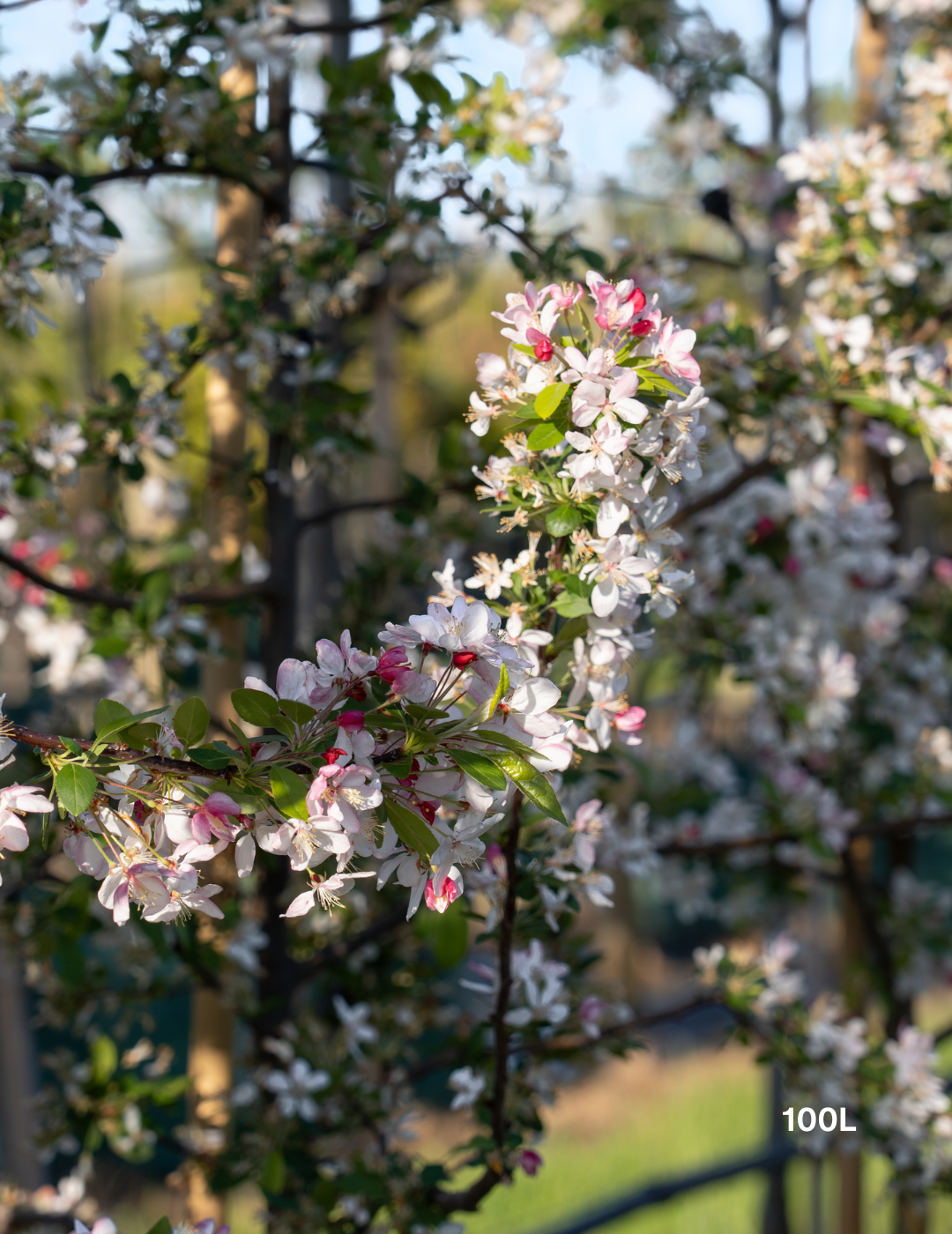 Malus domestica 'Gala' Apple - Evergreen Trees Direct