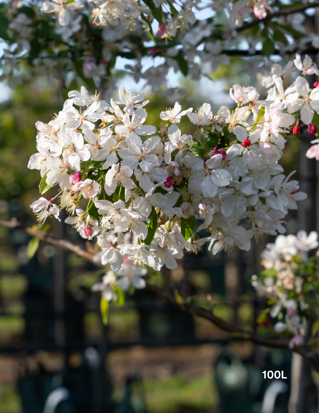 Malus domestica 'Gala' Apple