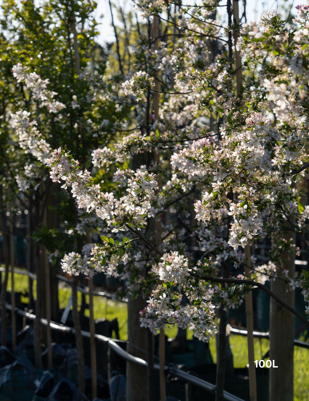 Malus domestica 'Gala' Apple - Evergreen Trees Direct