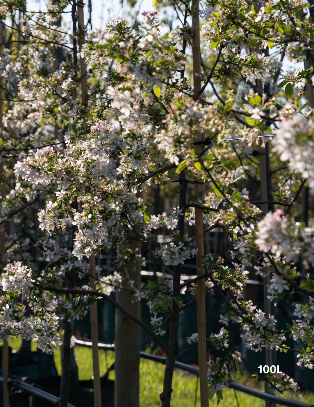 Malus domestica 'Gala' Apple - Evergreen Trees Direct