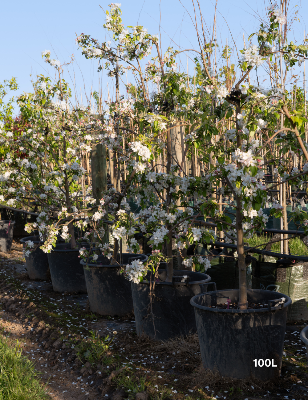 Malus domestica 'Granny Smith' Apple - Evergreen Trees Direct