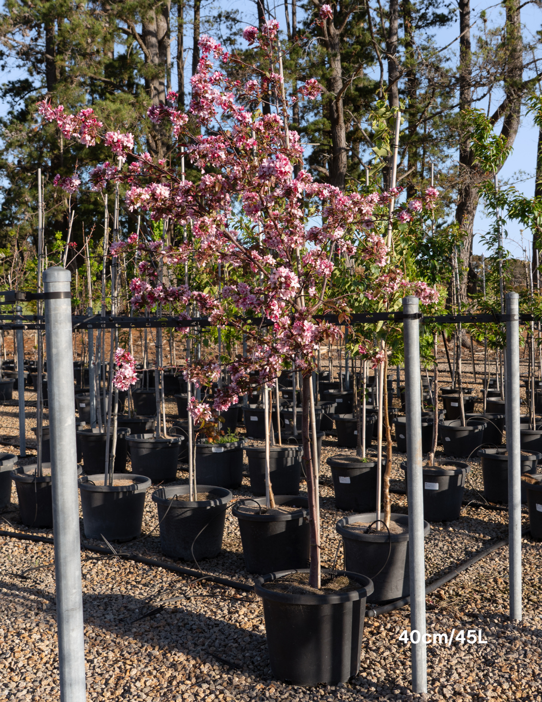 Malus 'Royal Raindrops' - Evergreen Trees Direct