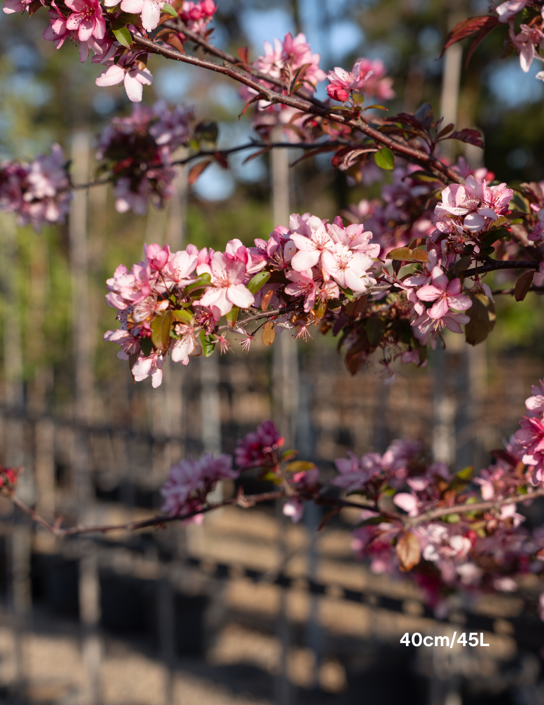 Malus 'Royal Raindrops' - Evergreen Trees Direct