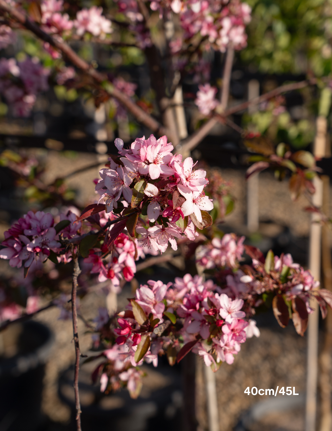 Malus 'Royal Raindrops' - Evergreen Trees Direct