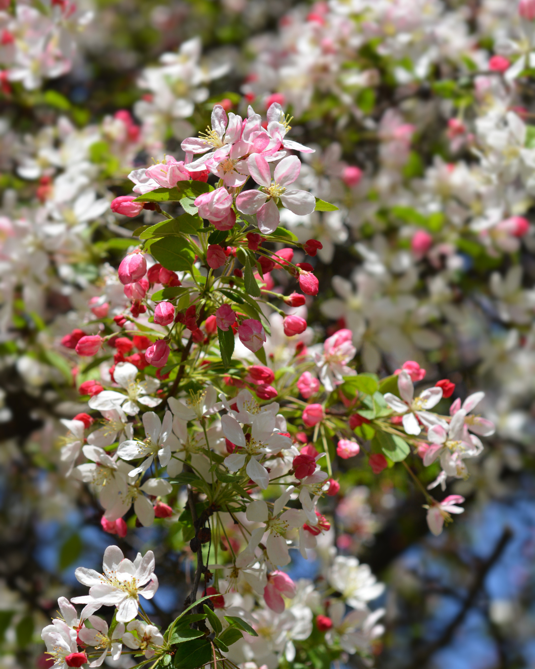 Malus floribunda (Japanese Crabapple)