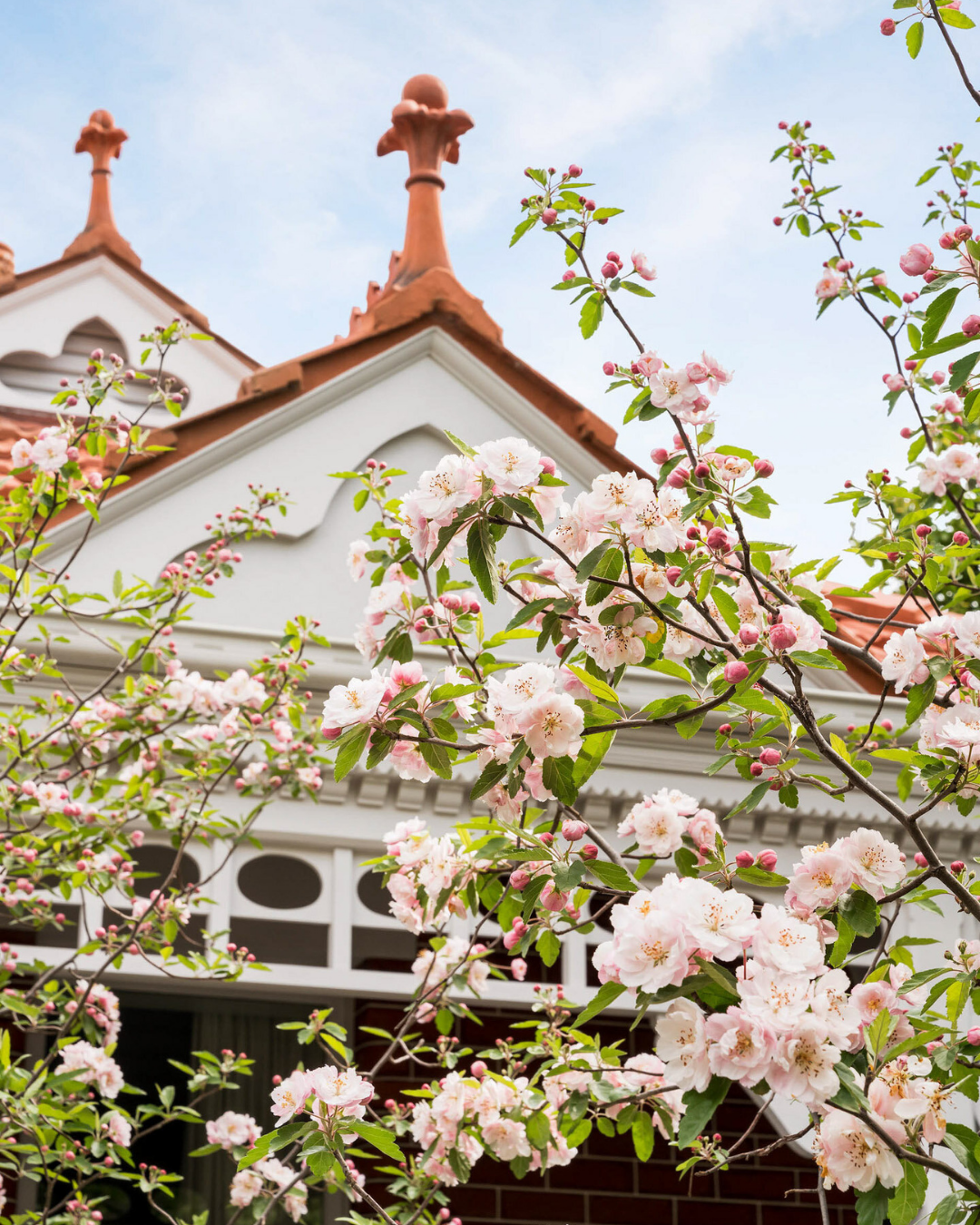 Evergreen Trees Direct