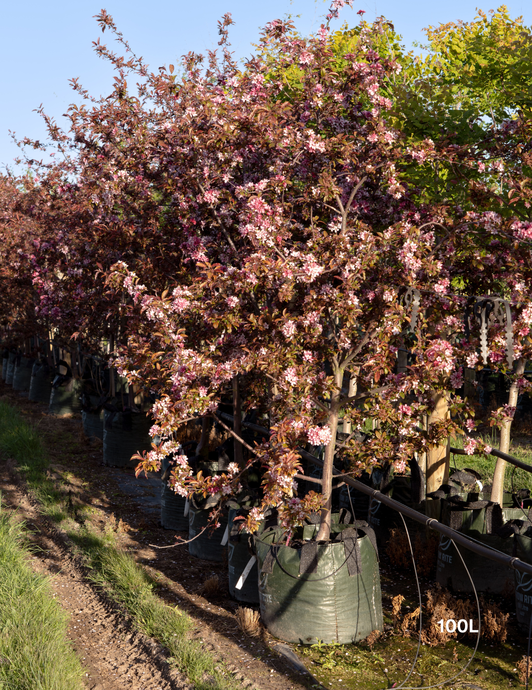 Malus 'Royal Raindrops'