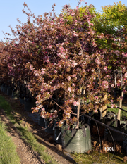 Malus 'Royal Raindrops' - Evergreen Trees Direct