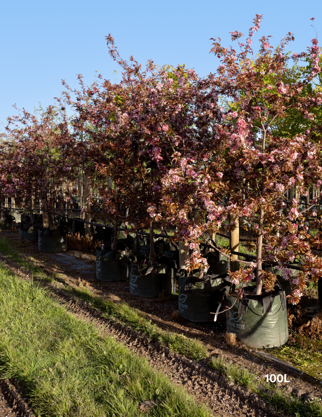 Malus 'Royal Raindrops' - Evergreen Trees Direct