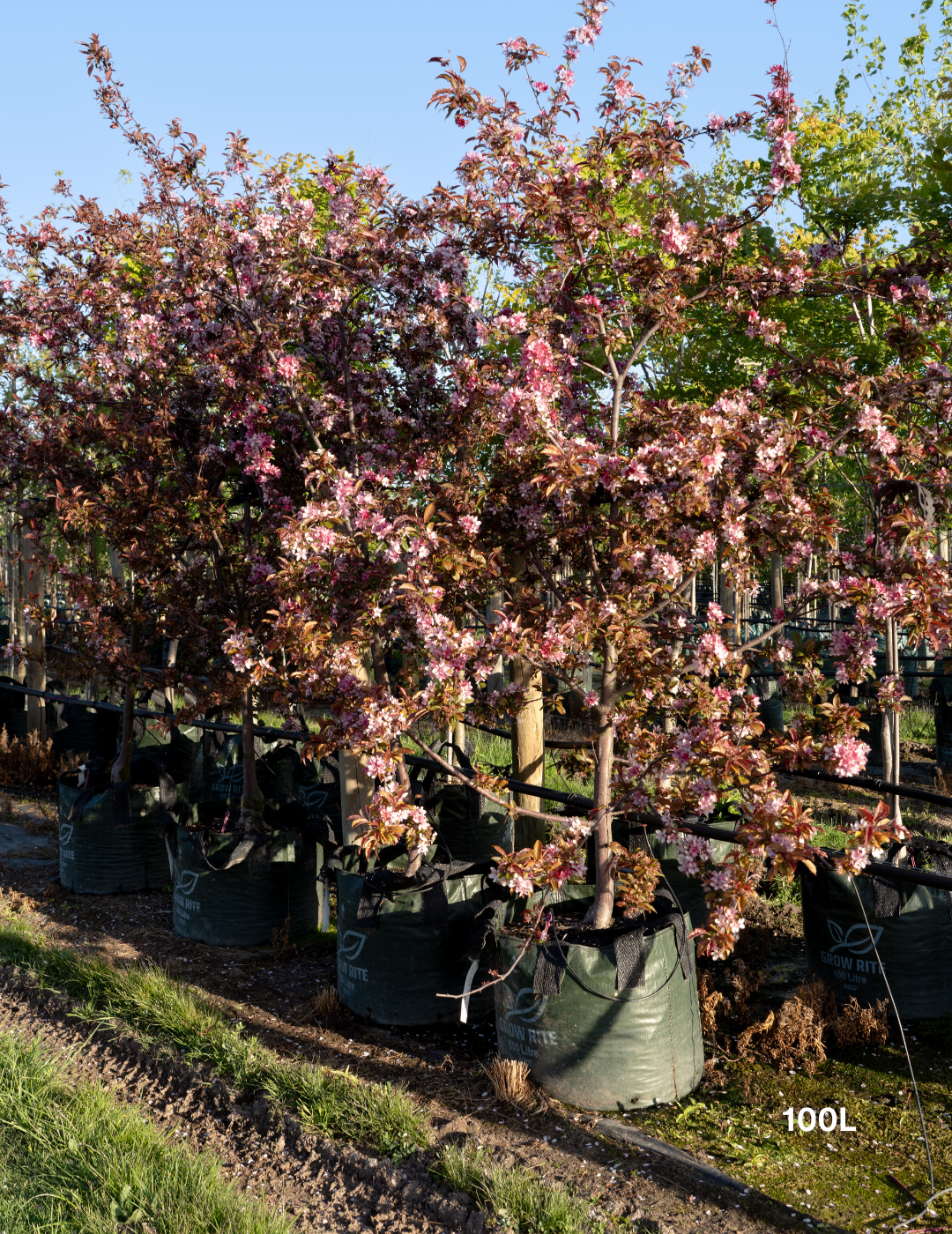 Malus 'Royal Raindrops'