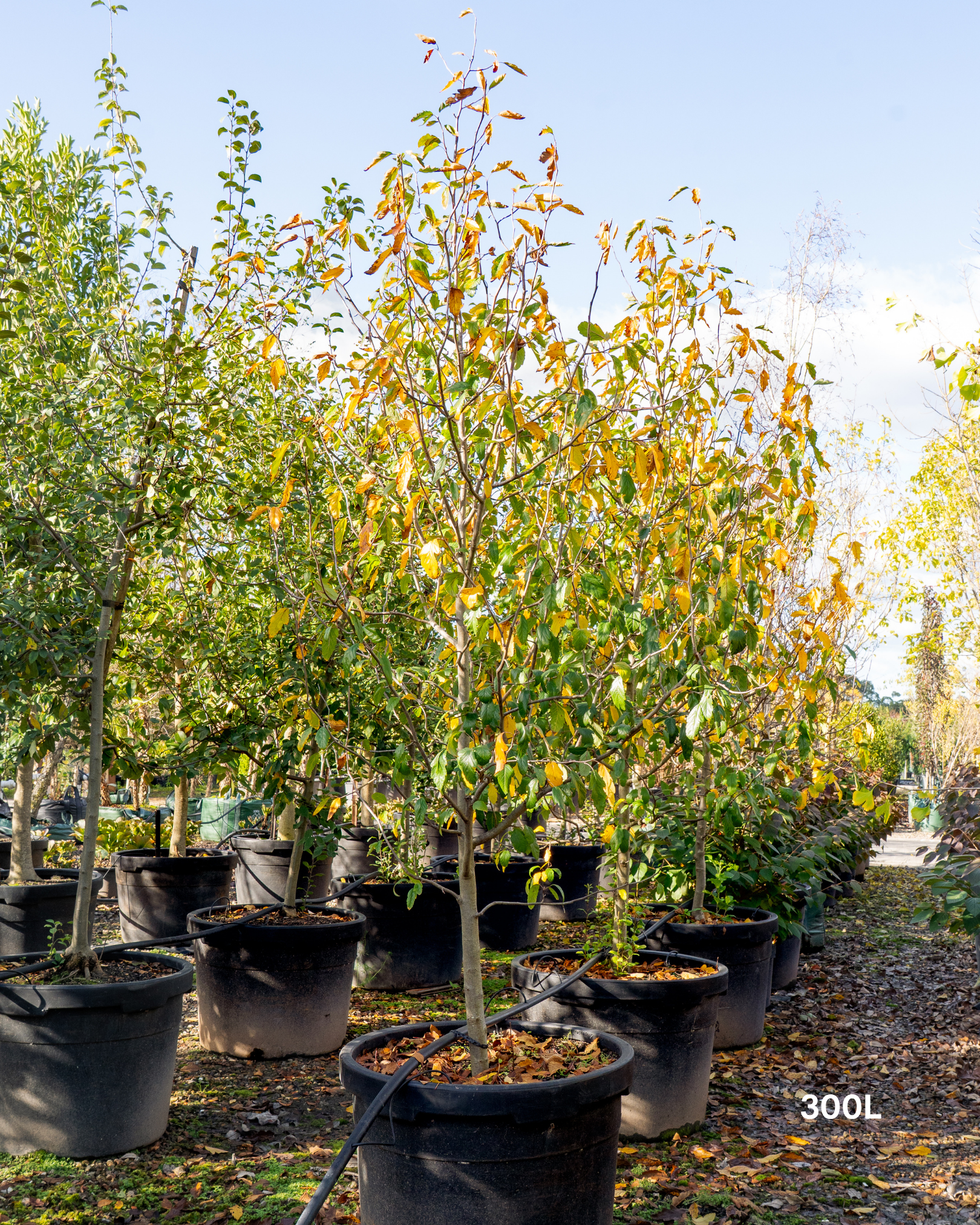 Malus floribunda (Japanese Crabapple)