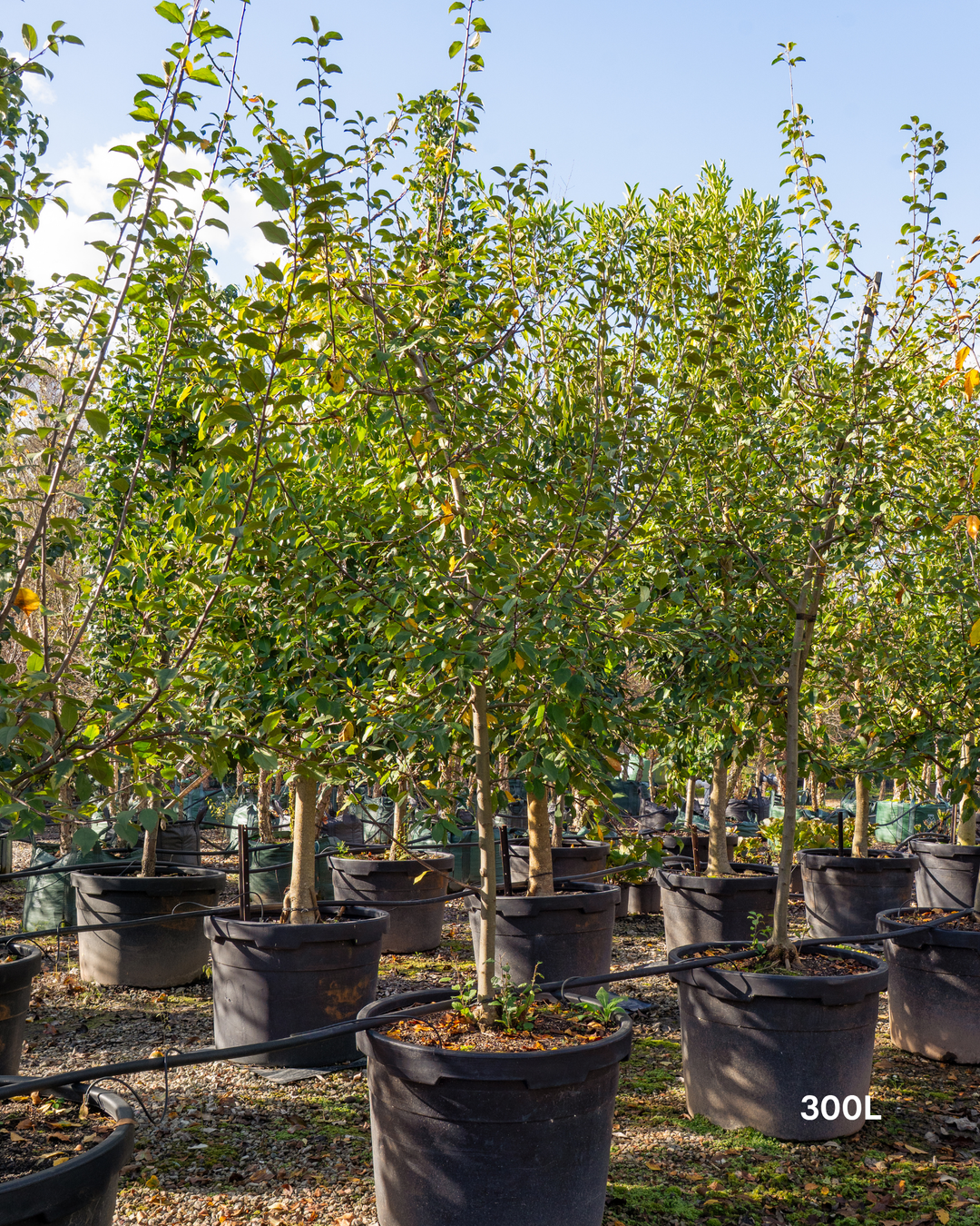 Malus floribunda (Japanese Crabapple)