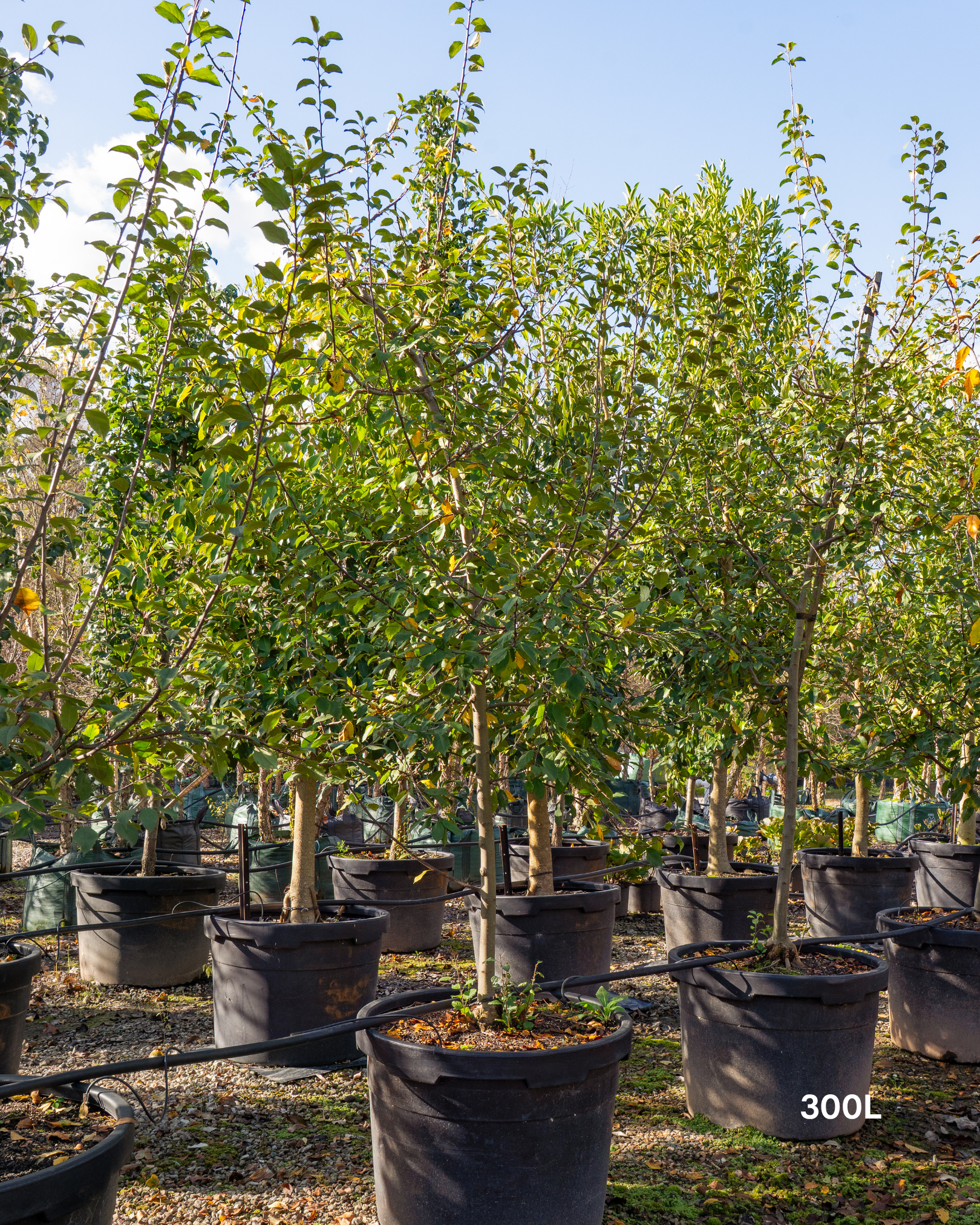 Malus floribunda (Japanese Crabapple)