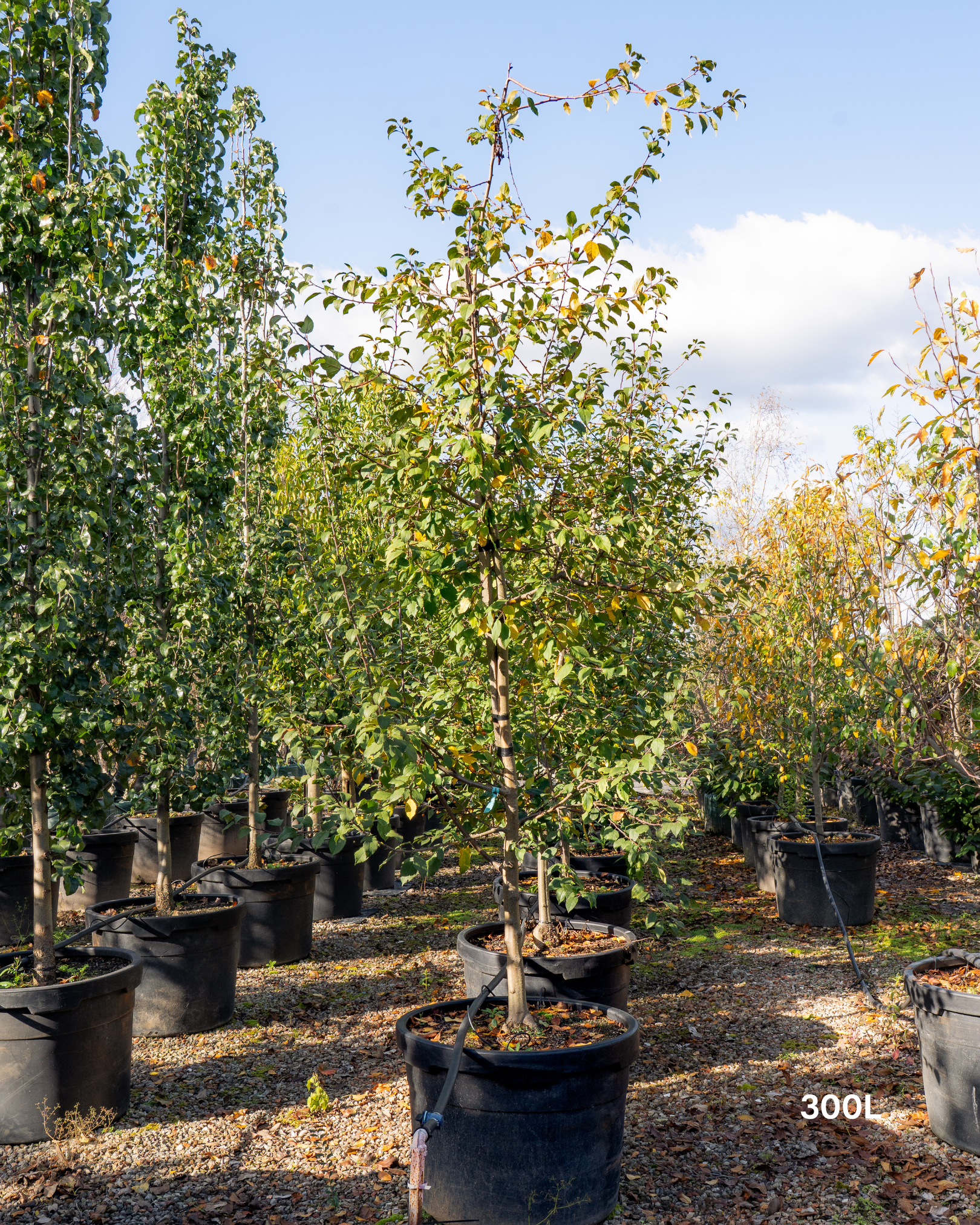 Malus floribunda (Japanese Crabapple)