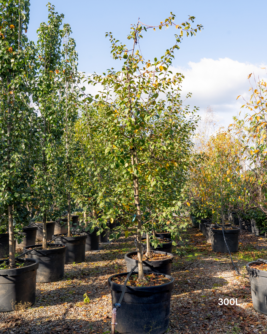 Malus floribunda (Japanese Crabapple)