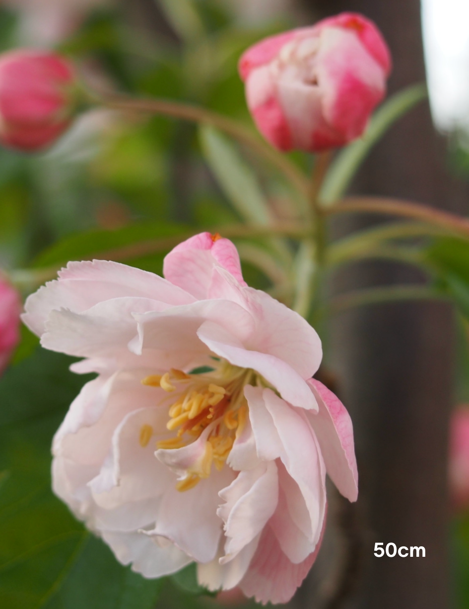 Malus ioensis 'Plena' Standard Form 1.8m graft - Evergreen Trees Direct