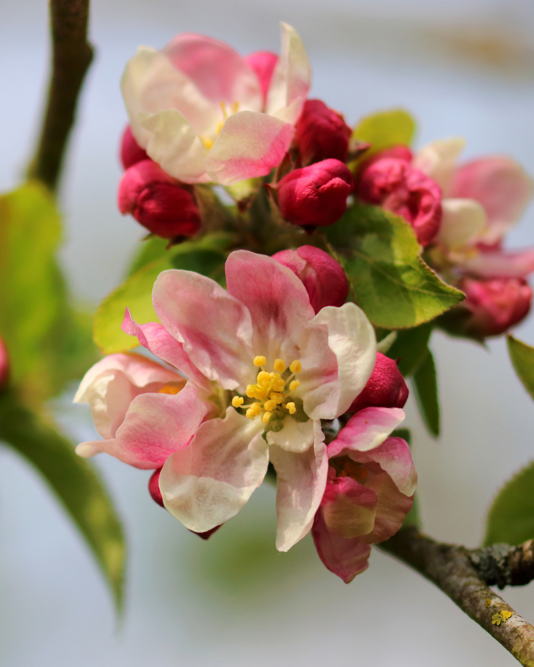 Malus ioensis 'Plena' Double-Flowered Crab Apple