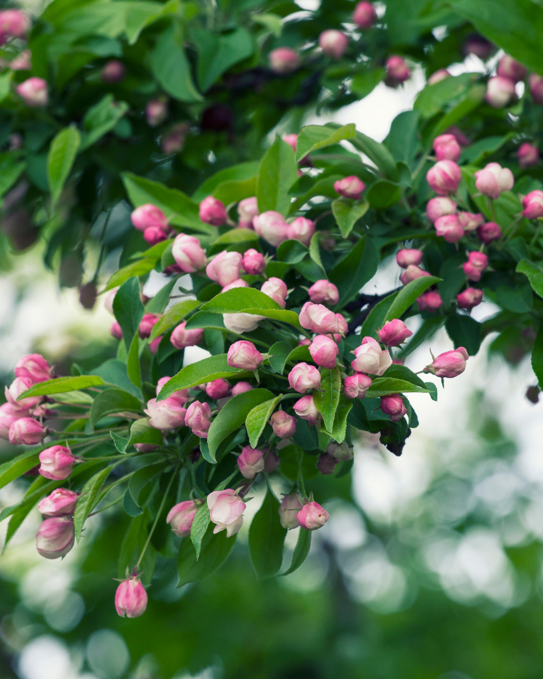 Malus ioensis 'Plena' Double-Flowered Crab Apple
