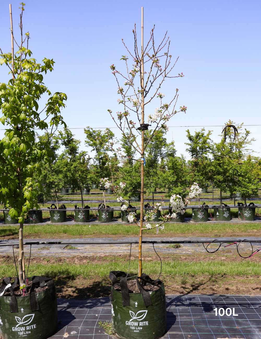 Malus spectabilis 'Plena' - Evergreen Trees Direct