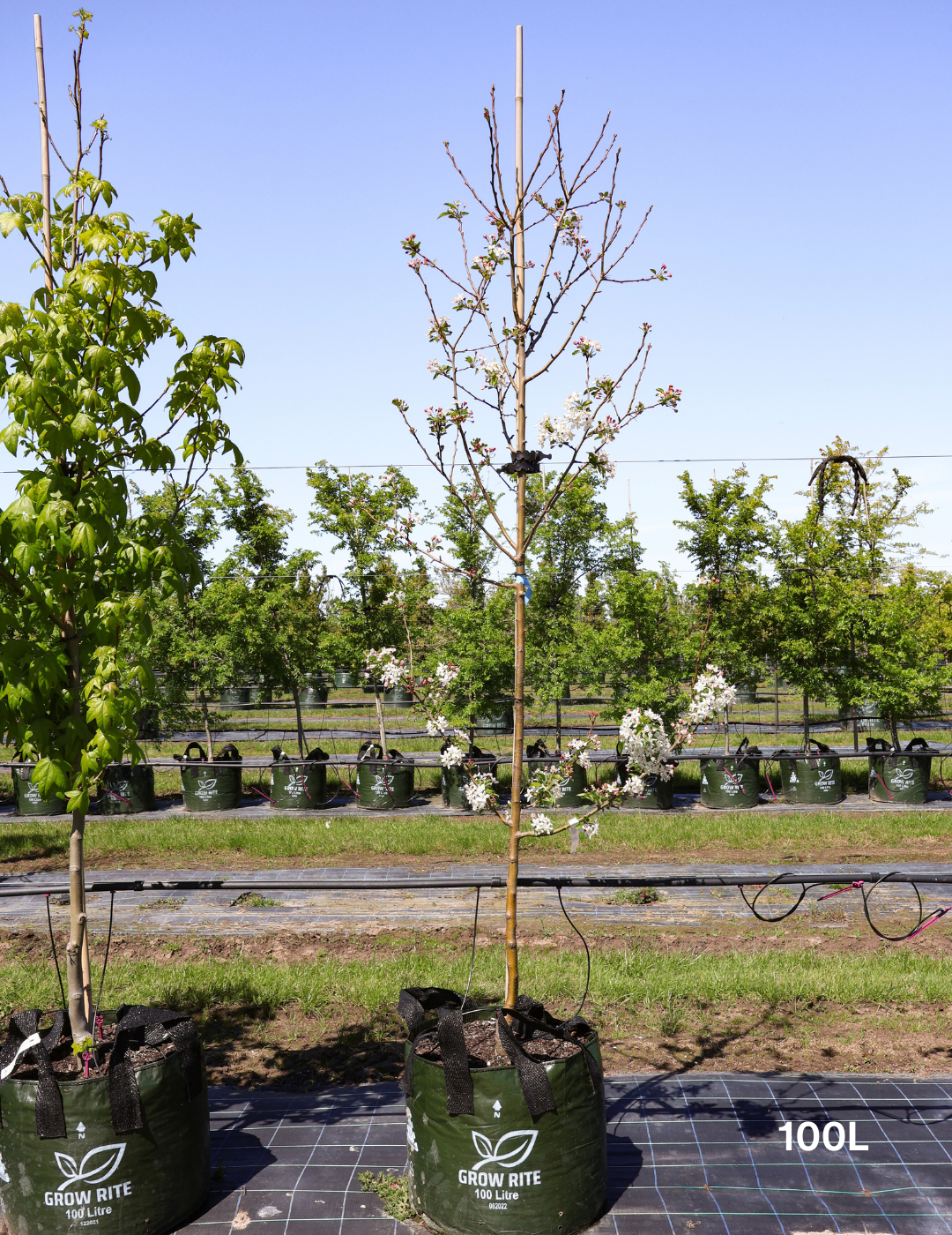 Malus spectabilis 'Plena' - Evergreen Trees Direct