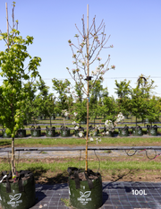 Malus spectabilis 'Plena' - Evergreen Trees Direct