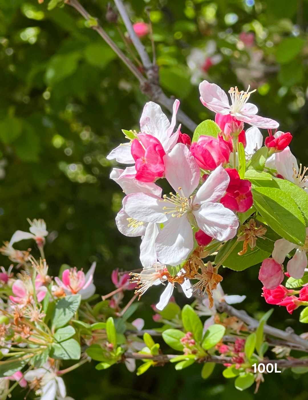 Malus spectabilis 'Plena' - Evergreen Trees Direct