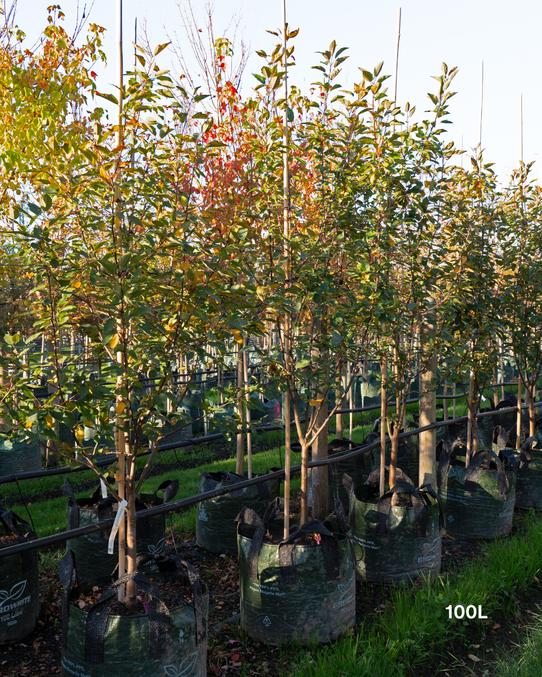 Malus yunnanensis 'Wychwood Ruby' – Wychwood Ruby Crab Apple