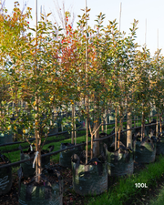 Malus yunnanensis 'Wychwood Ruby' – Wychwood Ruby Crab Apple