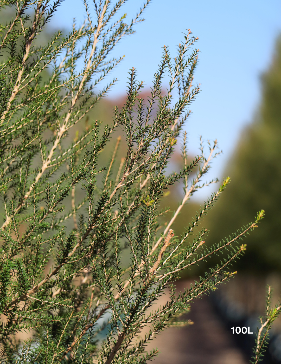 Melaleuca lanceolata (Moonah Tree) - Evergreen Trees Direct