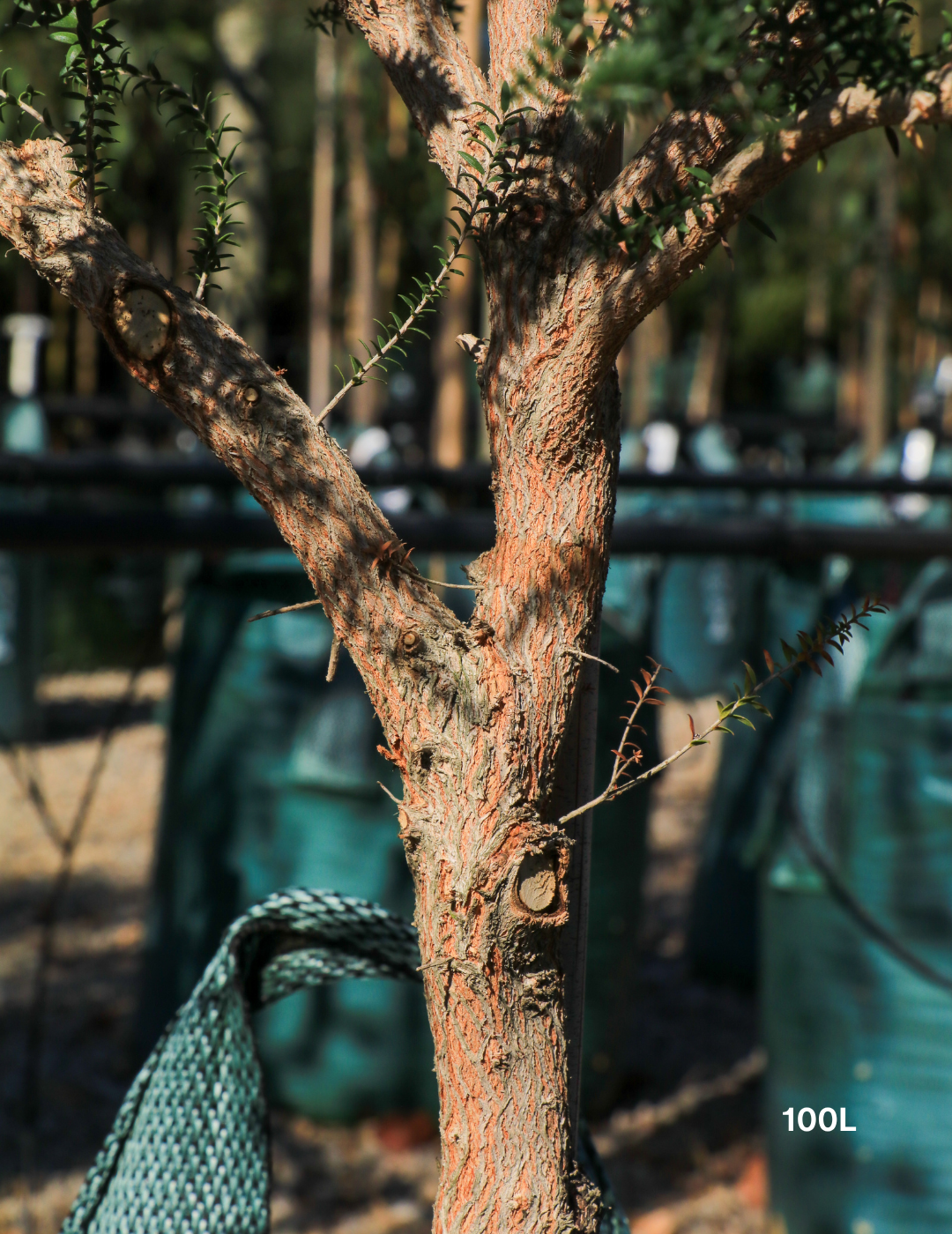 Melaleuca lanceolata (Moonah Tree) - Evergreen Trees Direct