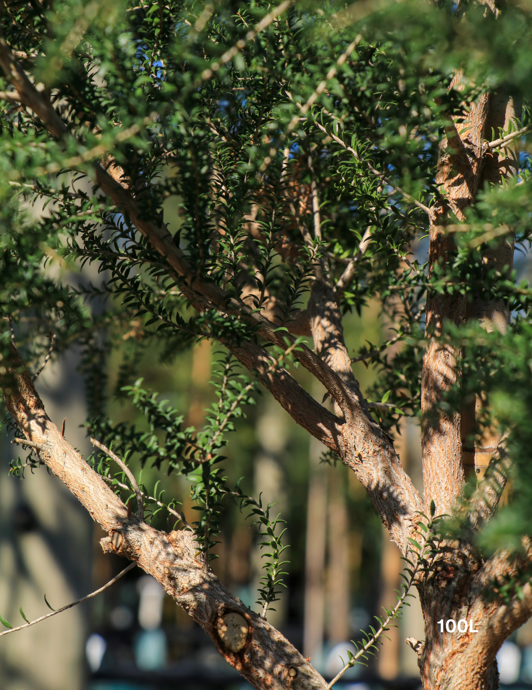 Melaleuca lanceolata (Moonah Tree) - Evergreen Trees Direct