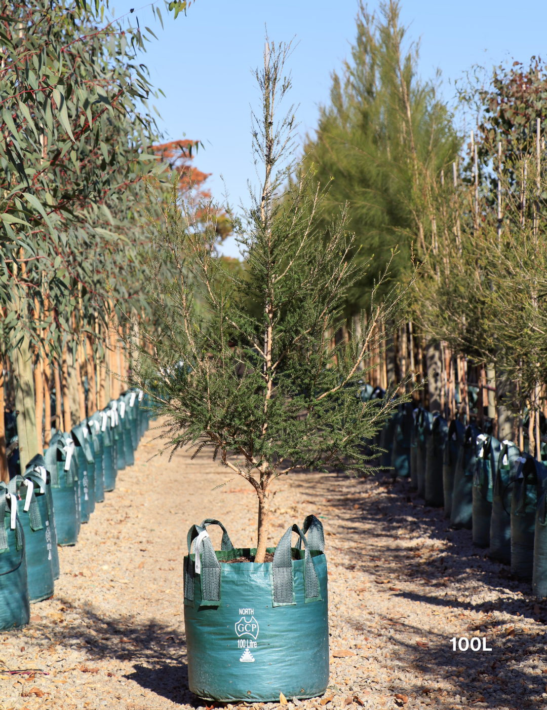 Melaleuca lanceolata (Moonah Tree) - Evergreen Trees Direct