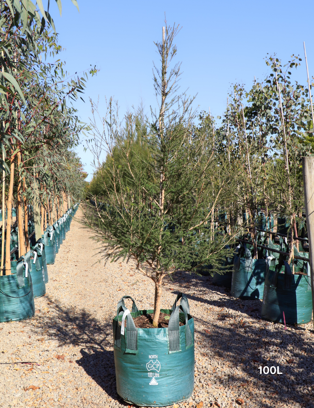 Melaleuca lanceolata (Moonah Tree) - Evergreen Trees Direct