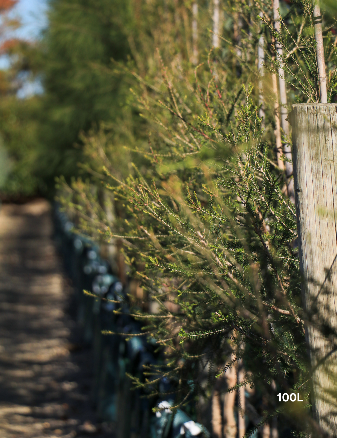 Melaleuca lanceolata (Moonah Tree) - Evergreen Trees Direct