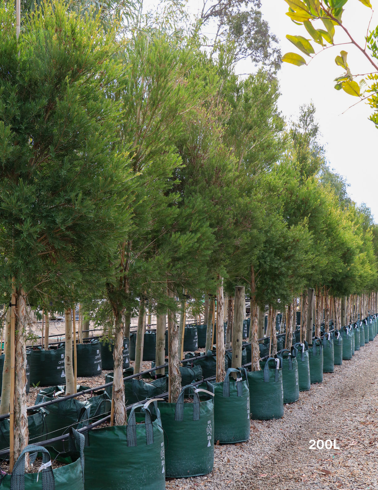 Melaleuca linariifolia (Snow in Summer) - Evergreen Trees Direct