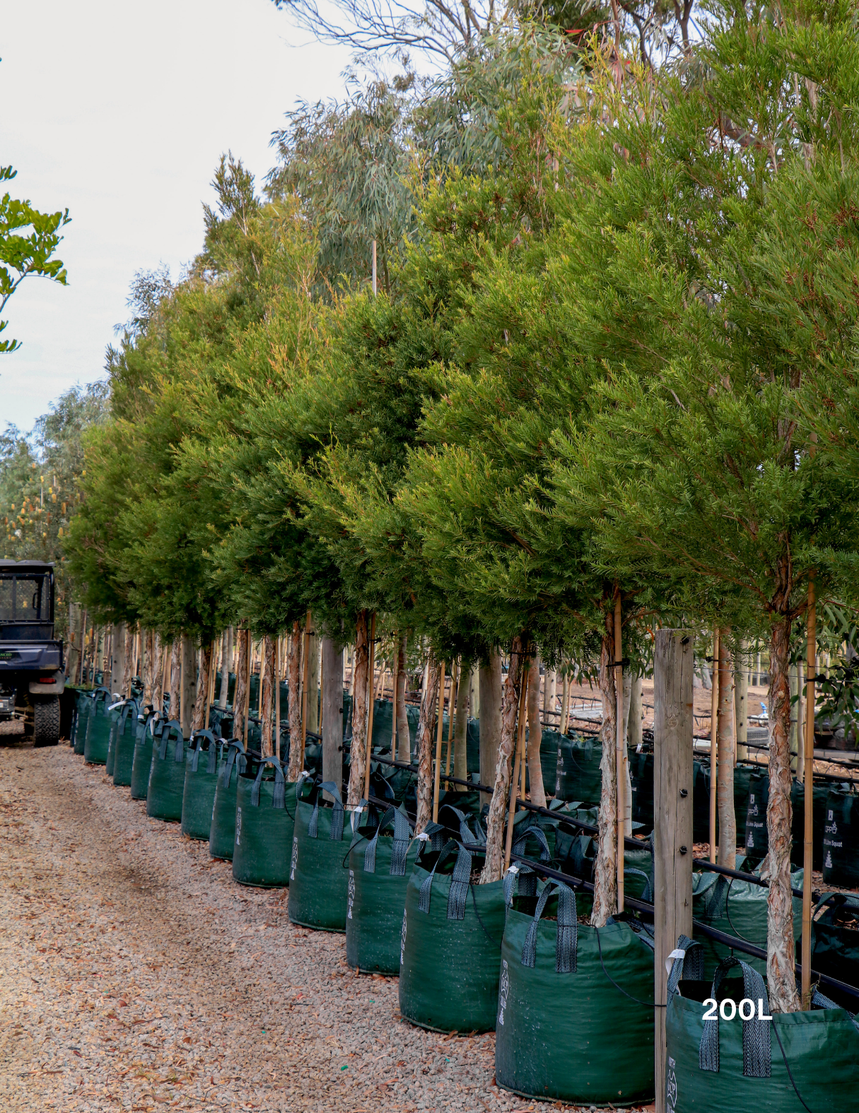 Melaleuca linariifolia (Snow in Summer) - Evergreen Trees Direct
