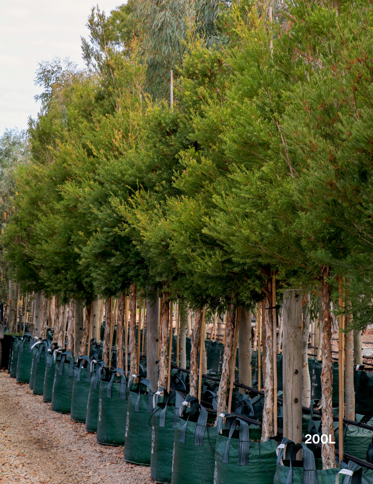 Melaleuca linariifolia (Snow in Summer) - Evergreen Trees Direct