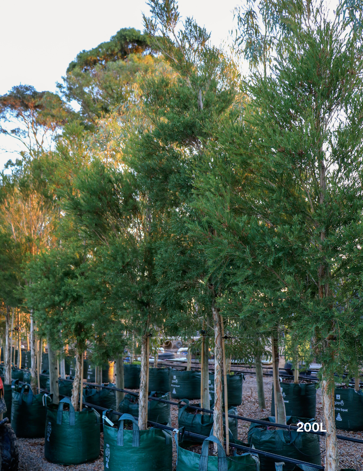 Melaleuca linariifolia (Snow in Summer) - Evergreen Trees Direct