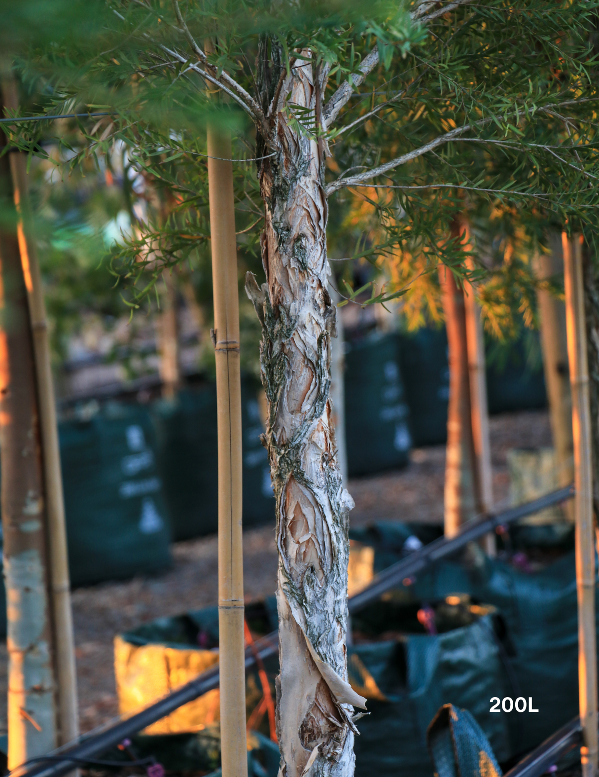 Melaleuca linariifolia (Snow in Summer) - Evergreen Trees Direct