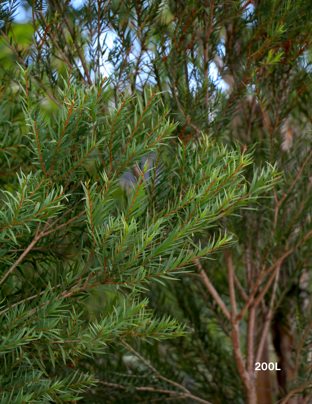 Melaleuca linariifolia (Snow in Summer) - Evergreen Trees Direct